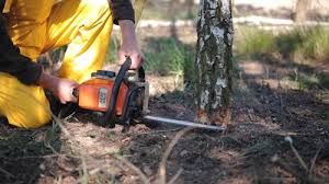 Best Tree Risk Assessment  in Lakeport, CA