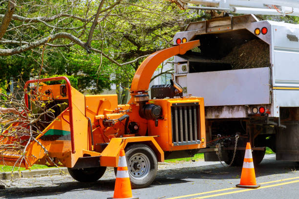 How Our Tree Care Process Works  in  Lakeport, CA